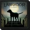 Amanti Art Moonrise Black Dog - Labrador Lake By Ryan Fowler Canvas Framed Art