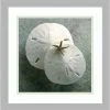 Amanti Art Sand Dollars Framed Art Print