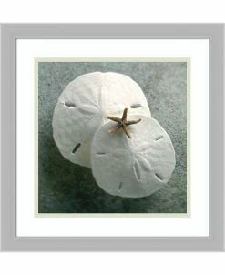 Amanti Art Sand Dollars Framed Art Print