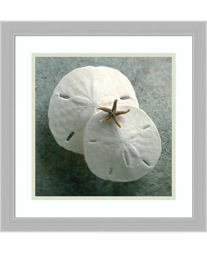 Amanti Art Sand Dollars Framed Art Print