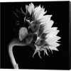Metaverse Sunflower By Michael Harrison Canvas Art
