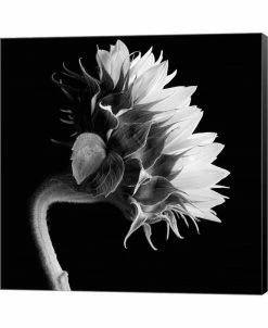 Metaverse Sunflower By Michael Harrison Canvas Art
