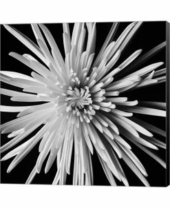 Metaverse Spider Mum By Michael Harrison Canvas Art