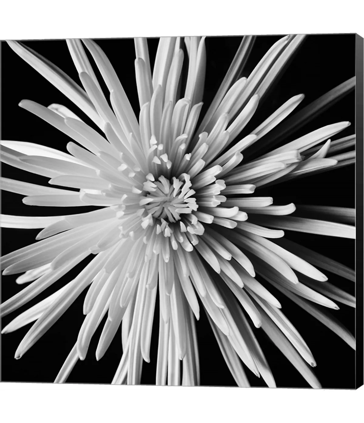 Metaverse Spider Mum By Michael Harrison Canvas Art