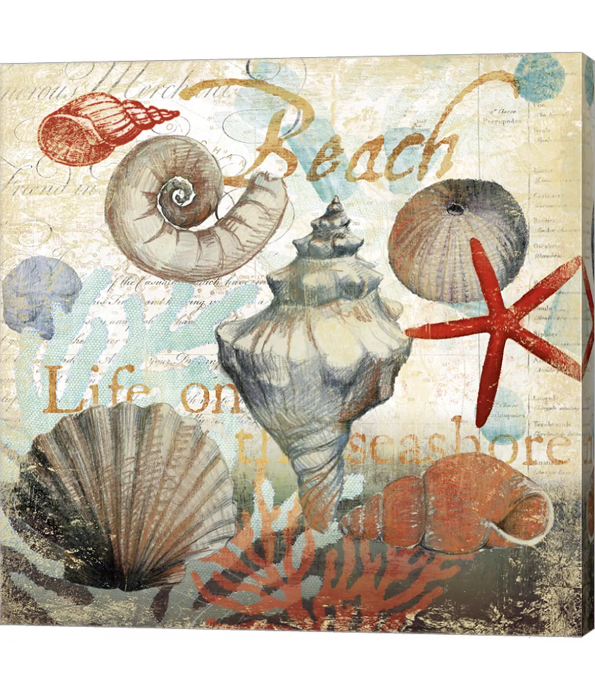 Metaverse Shell Collector1 By Art Licensing Studio Canvas Art