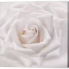 Metaverse Soft White Rose By Cora Niele