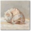 COURTSIDE MARKET Impressionist Shell Study II Gallery-Wrapped Canvas Wall Art - 20 X 20