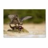 Trademark Global Milan Zygmunt 'Peregrine Falcon' Canvas Art - 19 X 12 X 2