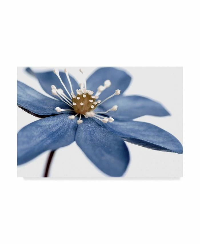 Trademark Global Quartermaine 'Blue Flower On White' Canvas Art - 24 X 16