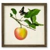 COURTSIDE MARKET Fruit With Butterflies IV 18 X 18 Framed Canvas Wall Art