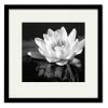 COURTSIDE MARKET Waterlily Flower I 16 X 16 Framed And Matted Art