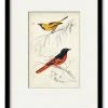 COURTSIDE MARKET D'Orbigny Birds VIII 16 X 20 Framed And Matted Art