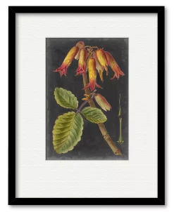 COURTSIDE MARKET Dramatic Tropicals III 16 X 20 Framed And Matted Art