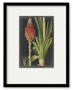 COURTSIDE MARKET Dramatic Tropicals IV 16 X 20 Framed And Matted Art