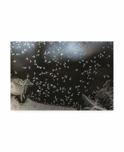 Trademark Global Kurt Shaffer Photographs Like A Flock Of Birds Ice Crystals On My Window Canvas Art - 36.5 X 48