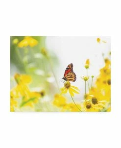Trademark Global Kurt Shaffer Photographs Monarch On Yellow Canvas Art - 15.5 X 21