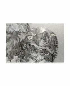 Trademark Global Kurt Shaffer Photographs Paisley Ice Patterns On My Window Canvas Art - 27 X 33.5