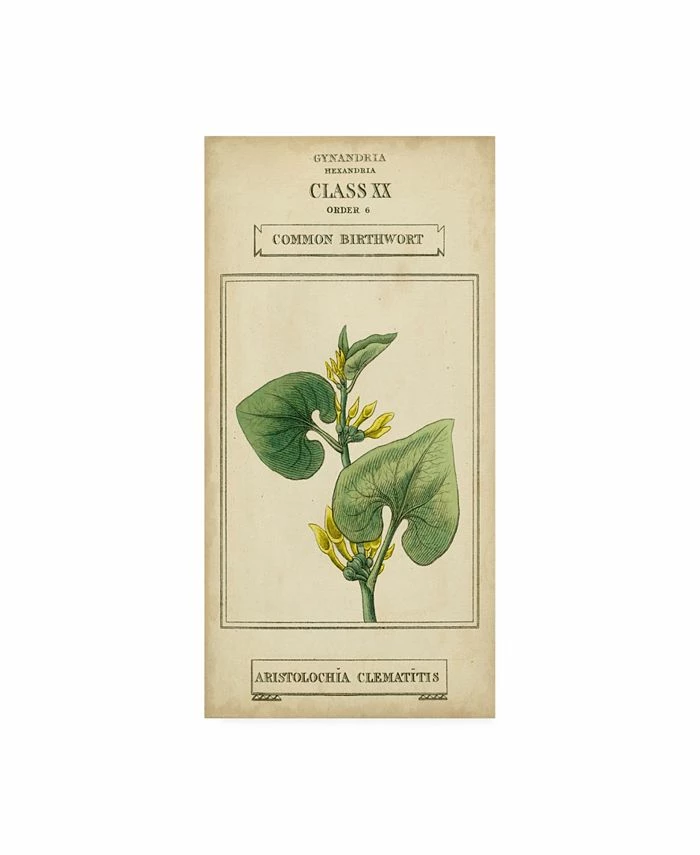 Trademark Global Vision Studio Linnaean Botany V Canvas Art - 20 X 25