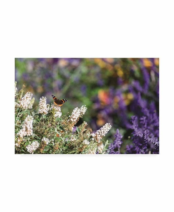 Trademark Global Kurt Shaffer Butterfly In My Garden 2 Canvas Art - 20 X 25