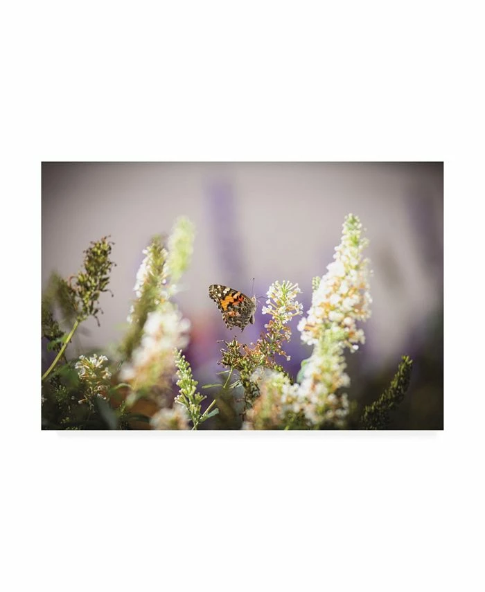 Trademark Global Kurt Shaffer Butterfly In My Garden Canvas Art - 20 X 25