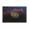 Trademark Global Kurt Shaffer Sunset Lilypads 2 Canvas Art - 20 X 25