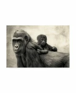 Trademark Global Antje Wenner Braun Life Gorillas Canvas Art - 15 X 20