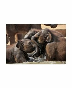 Trademark Global Antje Wenner Braun Water Fun Canvas Art - 15 X 20