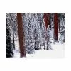 Trademark Global Monte Nagler Pines In Winter California Canvas Art - 15 X 20