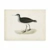 Trademark Global Morris Morris Sandpiper VIII Canvas Art - 19.5 X 26