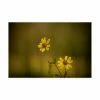Trademark Global Dan Ballard Wildflowers Two Wild Flowers Canvas Art - 36.5 X 48