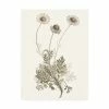 Trademark Global Vision Studio Neutral Botanical Study VIII Canvas Art - 27 X 33.5