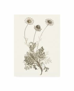 Trademark Global Vision Studio Neutral Botanical Study VIII Canvas Art - 27 X 33.5