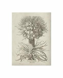 Trademark Global Vision Studio Fresco Crown Imperial I Canvas Art - 36.5 X 48