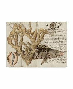 Trademark Global Vision Studio Sea Life Journal II Canvas Art - 37 X 49