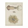 Trademark Global Dekay Ocean Curiosities I Canvas Art - 20 X 25