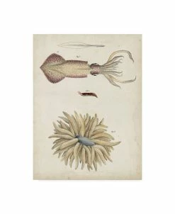 Trademark Global Dekay Ocean Curiosities I Canvas Art - 20 X 25