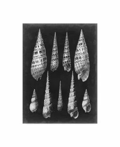 Trademark Global Vision Studio Alabaster Shells II Canvas Art - 20 X 25