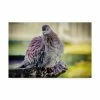 Trademark Global Pixie Pics Gray City Bird Canvas Art - 20 X 25