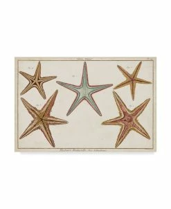 Trademark Global Denis Diderot Starfish Naturelle I Canvas Art - 20 X 25