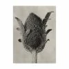 Trademark Global Karl Blossfeldt Blossfeldt Botanical VI Canvas Art - 20 X 25
