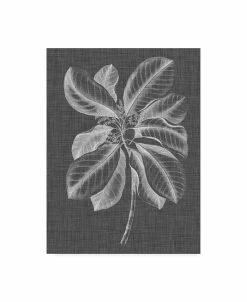 Trademark Global Vision Studio Graphic Foliage II Canvas Art - 15 X 20