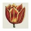 Trademark Global Vision Studio Tulip Garden IV Canvas Art - 27 X 33