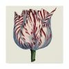 Trademark Global Vision Studio Tulip Garden VI Canvas Art - 15 X 20