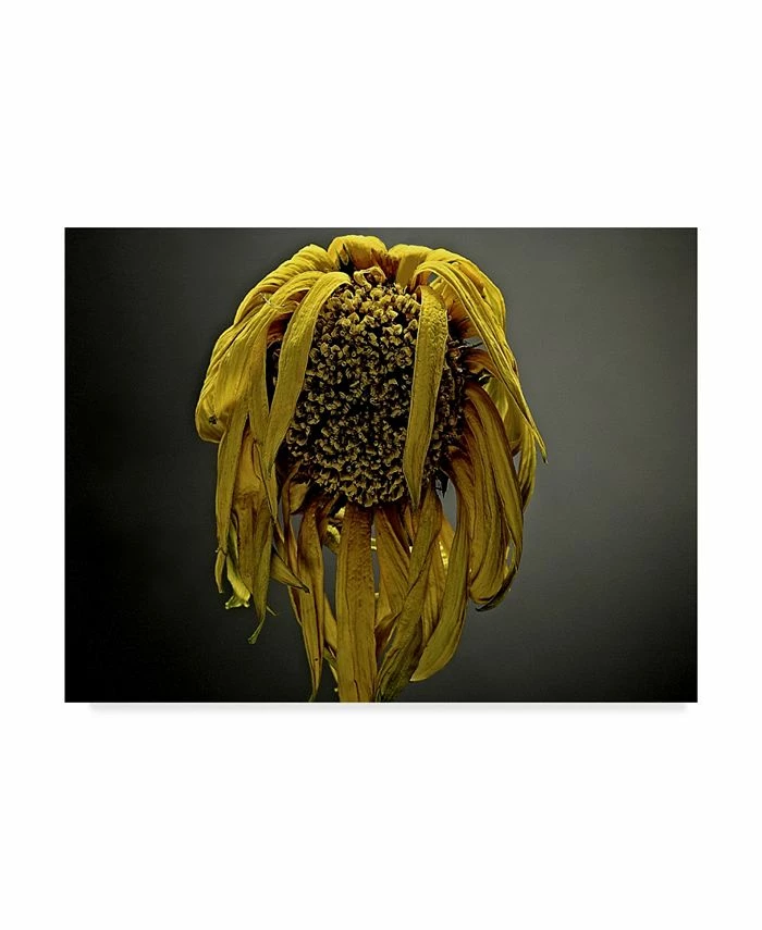 Trademark Global James Mcloughlin Studio Flowers VII Canvas Art - 20 X 25