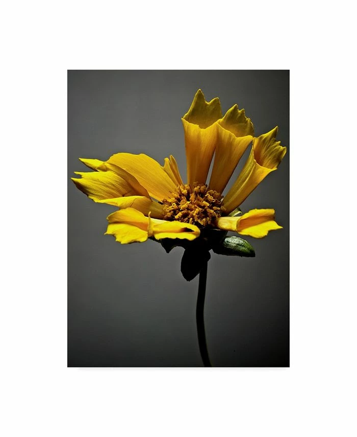 Trademark Global James Mcloughlin Studio Flowers X Canvas Art - 37 X 49