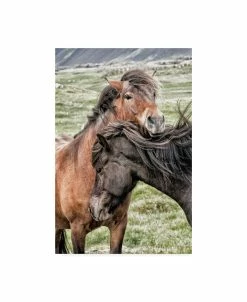 Trademark Global Danny Head Best Friends Horses Canvas Art - 20 X 25