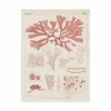 Trademark Global Vision Studio Antique Coral Seaweed III Canvas Art - 20 X 25