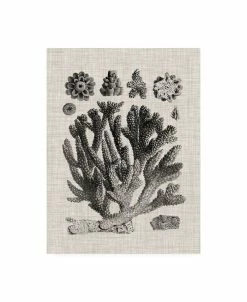 Trademark Global Vision Studio Coral Specimen IV Canvas Art - 20 X 25