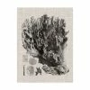 Trademark Global Vision Studio Coral Specimen V Canvas Art - 20 X 25
