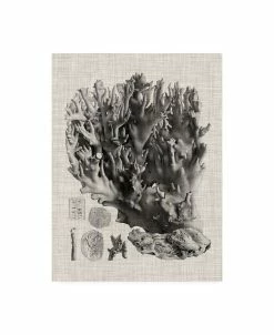 Trademark Global Vision Studio Coral Specimen V Canvas Art - 20 X 25